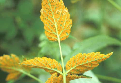 Orange Rust Remove and destroy infected plants
