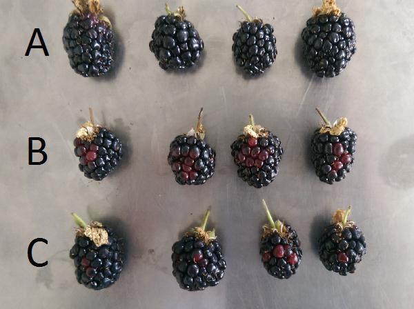 Triple Shelf Life Blackberries during Postharvest