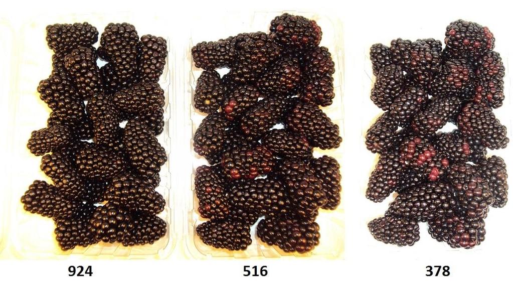 Which of these containers of blackberries would