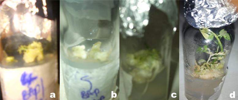 18 Figure 3: Various morphogenetic responses observed with M. oleifera leaf petiole explant cultured in MS medium supplemented with IAA and BAP a) Callus and shoots formed with 3.0 mg/l IAA and 0.
