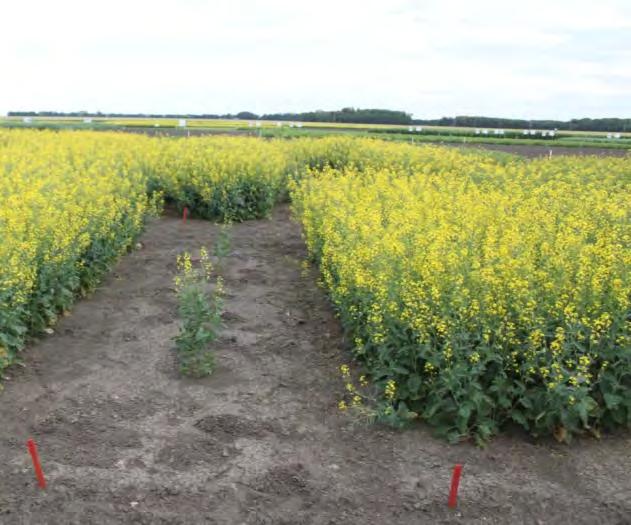 Future Seed Treatment Solutions in canola Untreated Check Pre-emergence Damping-off Severe