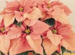 Growing the Newest POINSETTIA CULTIVARS Novelty varieties will help you differentiate yourself in a market where traditional red is fast becoming a commodity.