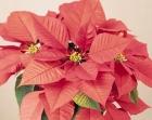 We have grown each of these cultivars one or two years as a part of the National Poinsettia Cultivar Trials, and more information on them can be found in our report in the February issue of GPN and