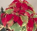Holly Point is a novelty type poinsettia, with yellow and green variegated leaves and bright red bracts.