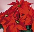 It has large bracts Christmas Candy that are pointed on the end and have a bright orange-red color. Prominent cyathia give this cultivar character.