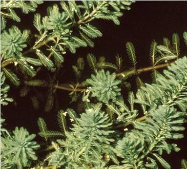 It is often mistaken for invasive hydrilla, as are many other native submersed species such as chara (muskgrass) and