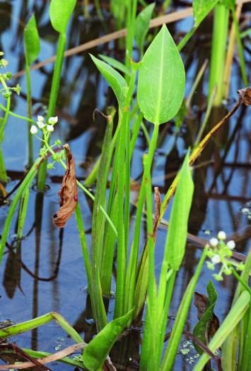 Much of the plant is underwater, including large, rootlike rhizomes that spread and sprout the floating portions of