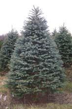 Larch 2 year old 2-3 Mature Height: 60 Use: Groves, bogs,