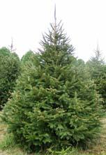 Cypress 1 year old transplant 12-18 Mature Height: 60-70 Use: