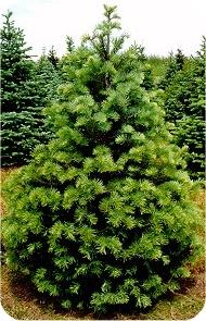 Concolor Fir 3 year old 12-18 Mature Height: 120 Use: