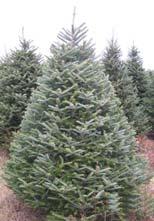 Spruce 2 year old 5-10 Mature Height: 40-60 Use: Windbreak,