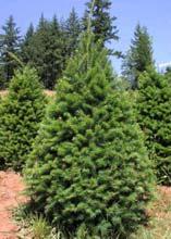Height: 40-60 Use: Christmas tree, ornamental Description: