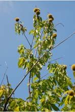 Fast growing Honeycrisp Apple Tree 1/2 diameter, 5-6 tall Mature