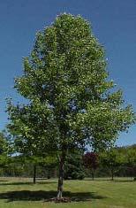 Street tree, ornamental Description: Fast growing Swamp White Oak