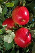 Description: Firm sweet eating apple, pollinated by other early to