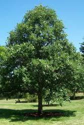 Oak Mature Height: 50-60 Use: Ornamental, good for wildlife