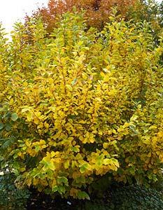 old 2-3 Mature Height: 30 Use: Ornamental Description: Attracts