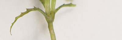 Stems generally do not reach surface Typically