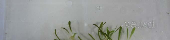 Submersed dplant: Mud dmt Mat Glossostigma cleistanthum Native to