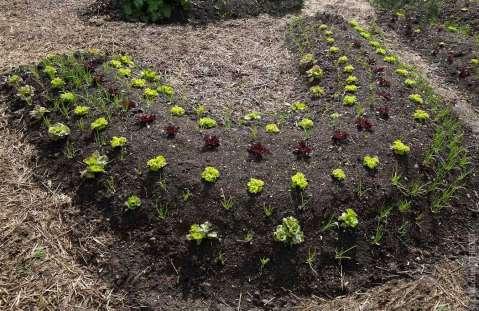 Permanent raised beds Practiced for centuries: it