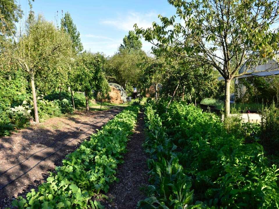 Agroforestry: growing vegetables in the middle