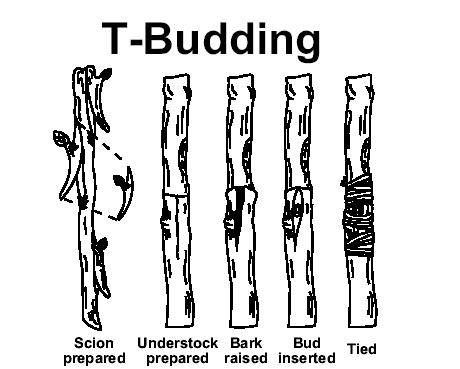 T-Budding 32 Courtesy