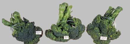 7 days Broccoli Compositional Quality and