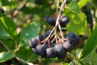 While this past summer was quite stressful on a lot of plants, your Aronia should have fared OK, especially if you were able to irrigate occasionally.