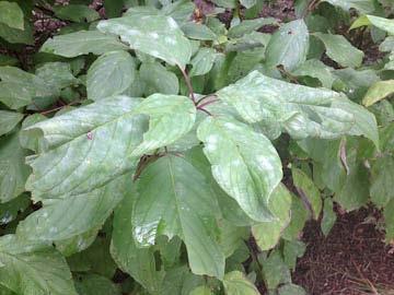 Powdery Mildew Mark Schlossberg, ProLawn Plus, Inc., is reporting powdery mildew on red twig dogwood in Sparks this week.