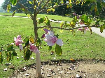 Degree Days (As of September 6)* Magnolia x Royal Crown Photo: Ginny Rosenkranz, UME Baltimore, MD (BWI) 3700 Dulles Airport 3595 Frostburg, MD 2371 Martinsburg, WV 3352 National Arboretum 4172
