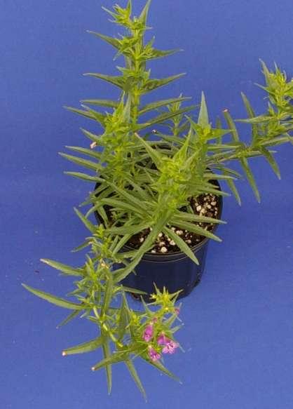 Phyto on Penstemon Leaf tip dieback at 4WAT on plants treated