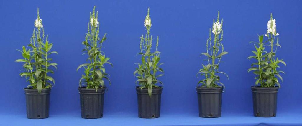 Physostegia virginiana 'Miss Manners 6WAT Concise