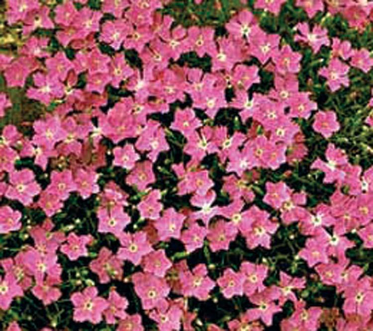 Dianthus - Cheddar Pink 6-12inches 12 inches alkaline Well-Drained, cool, low humidity Low, mound-forming moderate Full Sun Partial Sun The Dianthus Cheddar Pink have sweetly clove-scented flowers