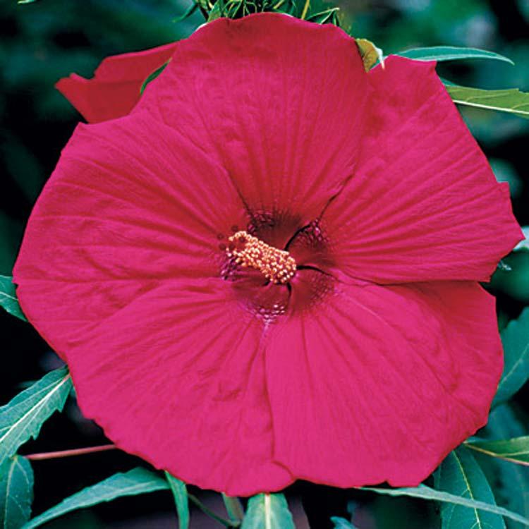 Hibiscus - Fireball 3 5 feet 3 4 feet Widely Adaptable Widely Adaptable, Tolerant Upright Fast, once established The Hibiscus Fireball is a freeblooming, radiant delight! The size of dinner plates.