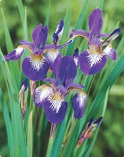 Iris - Siberian 24-42 inches 3-4 inches Widely Adaptable Moist (wet), Well Drained Upright The Siberian Iris Ottawa, 'Iris', is elegant, easy to grow, and makes stunning cut flowers.
