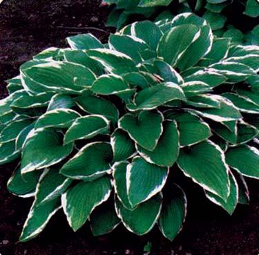 Hosta - Francee 18 inches 36 48 inches Widely Adaptable Moist, Well-Drained Mounding, Clump Moderate The Hosta Francee, has heart-shaped dark green