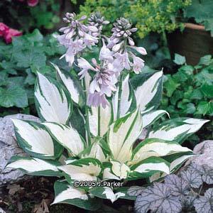 Hosta Fire and Ice 20 30 Well-drained, highly organic Average- Moist Upright Medium The Hosta Fire and Ice catches the eye and is easily recognizable with it s thick, twisted leaves, it s striking