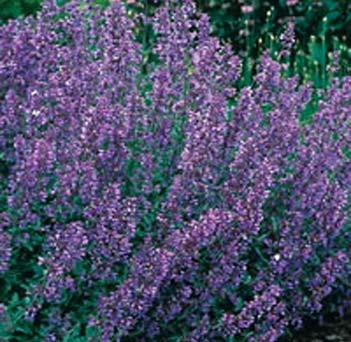 Catmint Walkers Low - Nepeta Faassenii 10 inches 18-24 inches Widely Adaptable, Well Drained Dry The Catmint Walkers Low is one of the most vividly colored in its family.