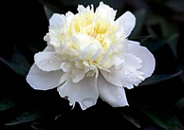 Peony Duchesse de Nemours 34-36 inches 24-36 inches Clay, Moist, Sandy Dry to Moist Mounding 'Duchesse De Nemours' will produce double flowers with large, cupped, white guard petals and light canary