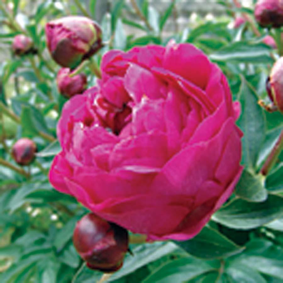 Peony Kansas 32-36 inches 24-36 inches Moist, Sandy Dry to Moist Mounding Slow Full Sun Partial Sun Double, deep ruby-red flowers on extra strong stems appear in
