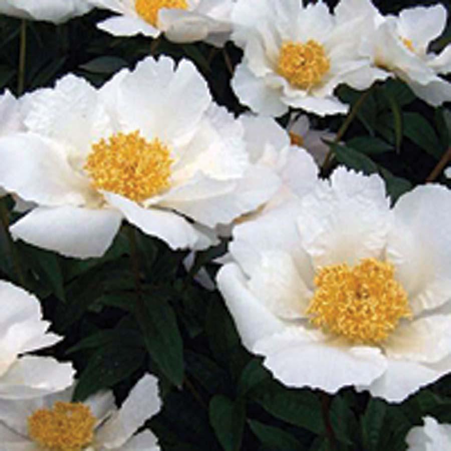 Peony Krinkled White 30-32 inches 24-36 inches Clay, Moist, Sandy Dry to Moist Mounding Slow Full Sun Partial Sun This mid to late-season bloomer will generate pure white single flowers with slightly