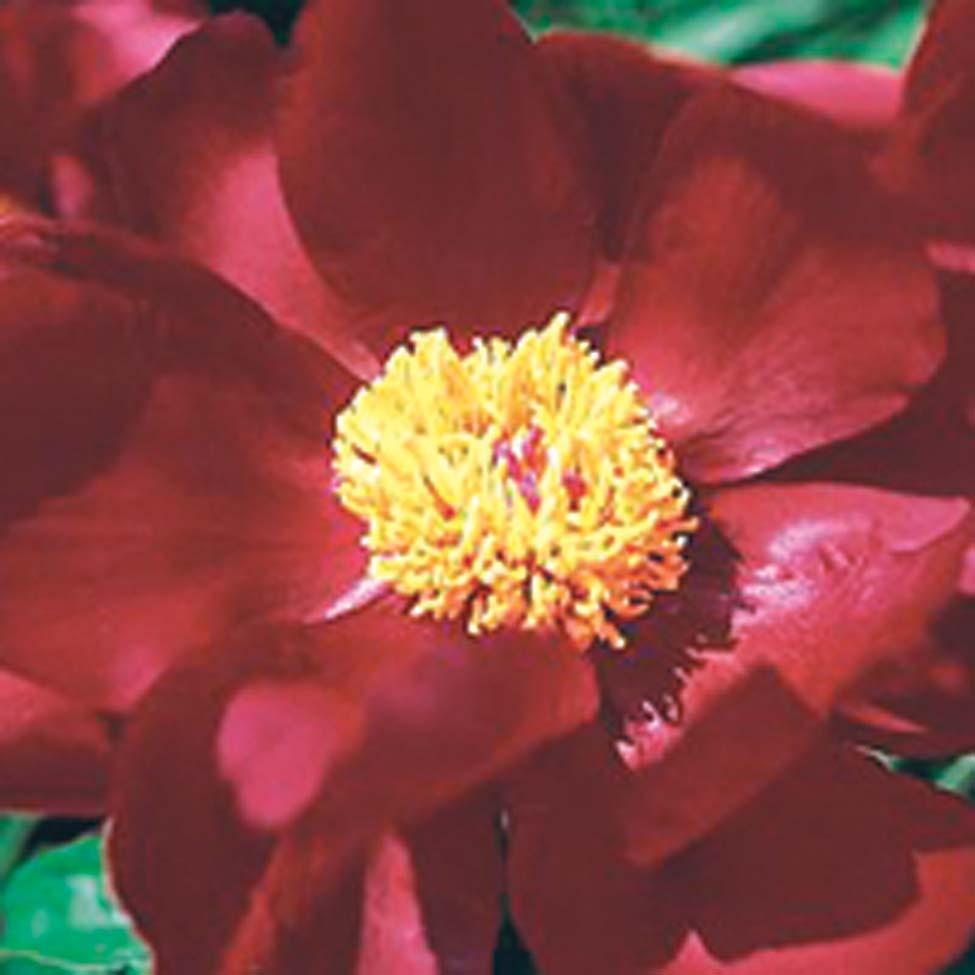 Peony Miss Mary 28-30 inches 24-36 inches Clay, Moist, Sandy Dry to Moist Mounding Slow Full Sun Partial Sun A mid to late-season bloomer, the single, deep red flowers with goldenyellow