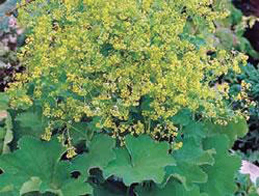 Alchemilla - Lady's Mantel 18 inches 18 24 inches Normal, Sandy, Clay Moist/ Wet, Well- Drained Mounding Moderate Fast Partial Sun The Alchemilla Lady s Mantle, Alchemilla mollis, is a brilliant