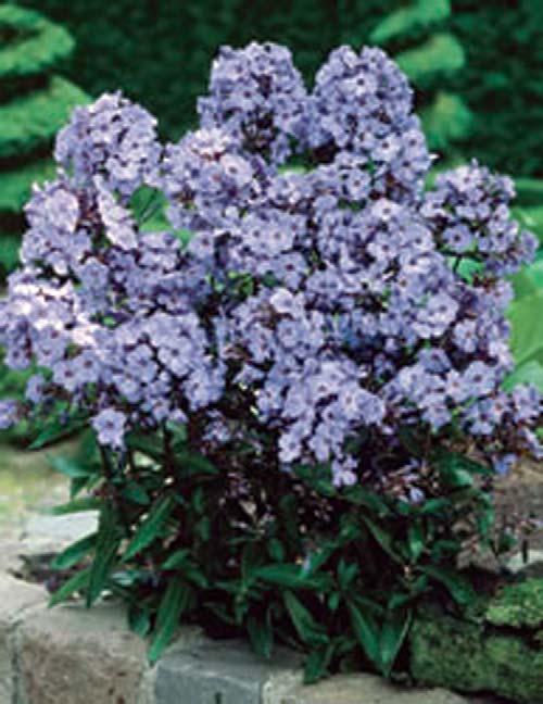 Phlox - Blue Paradise 22 inches 18-24 inches Normal, Clay, Sandy Dry Upright Moderate Full Sun The Phlox Blue Paradise has fragrant blossoms of lavender blue with white eyes and tiny red centers.