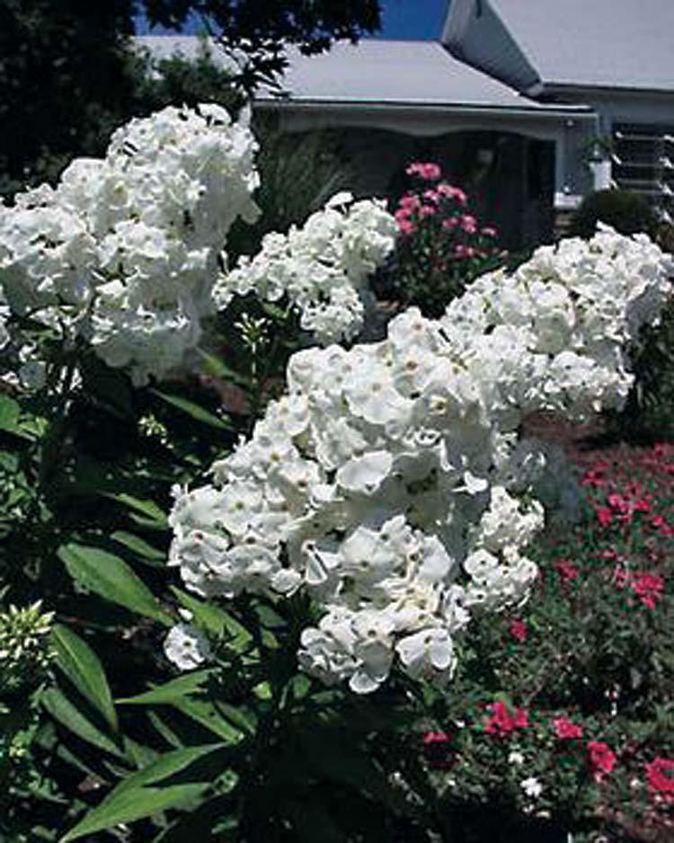 Phlox David 24-48 inches 20 inches Normal, Clay, Sandy Moist Soil, Not Tolerant of Humidity Tall, Upright Moderate Full Sun White Phlox David provides unsurpassed flowering in summer with very