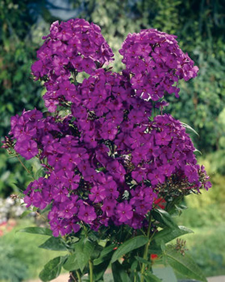Phlox Nicky 36-48 inches 20 inches Normal, Clay, Sandy Moist Soil, Not Tolerant of Humidity Tall, Upright Moderate Full Sun The Pholx Nicky has Immense purple flower trusses that combine to