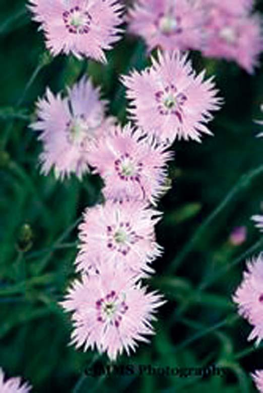 Dianthus - Baths Pink 6 inches 6-8 inches Normal to Sandy Dry, Well-Drained Mounding Moderate Full Sun tolerant of PM shade The Dianthus Bath s Pink is a beautiful soft, light pink flower with grassy