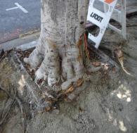 Step two: tree roots 8 Assess need for tree root pruning. WORK WITH CONSULTING ARBORIST Roots can be left intact greater than 1.