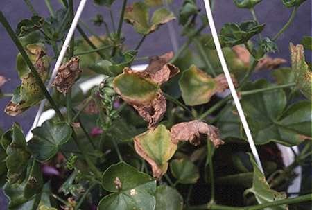Regularly inspect the most susceptible cultivars or species, and look for signs of plant damage.