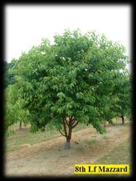 Mazzard Prunus avium The ORIGINAL rootstock Largest of those available Susceptible to crown gall &